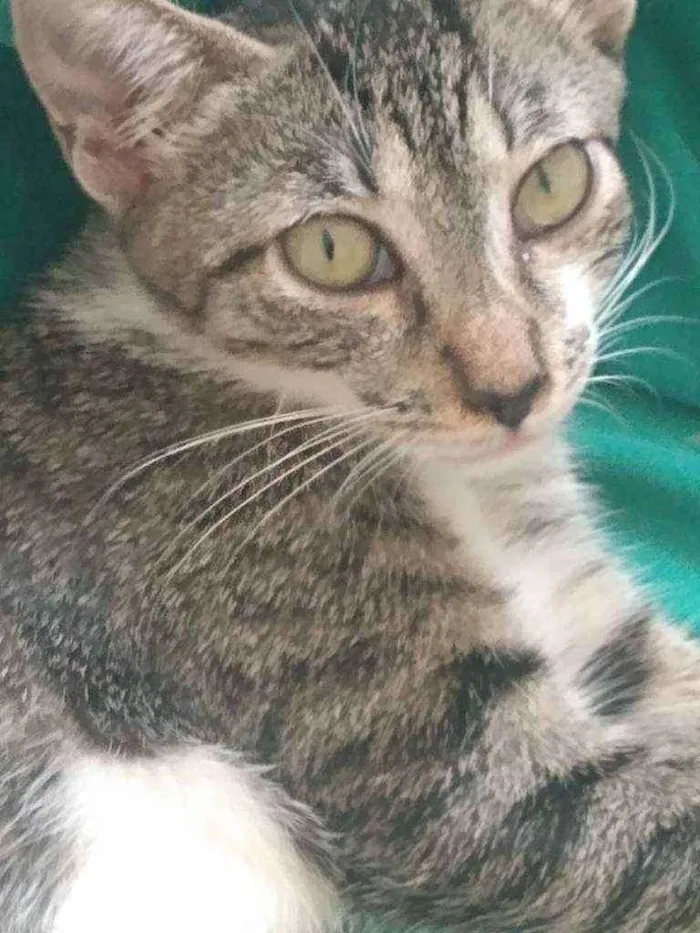 Gato raça Srd idade 2 a 6 meses nome Pérola