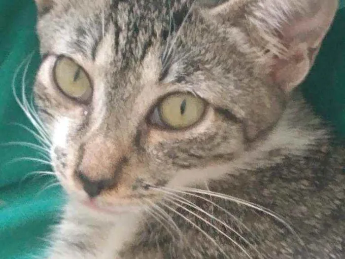 Gato raça Srd idade 2 a 6 meses nome Pérola