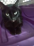 Glórinha