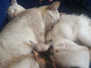 Gato raça N lembro idade 2 a 6 meses nome Kiara