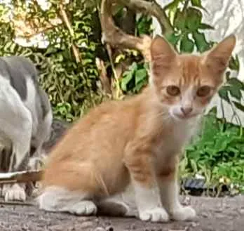 Gato ra a SRD idade 2 a 6 meses nome Sem nome
