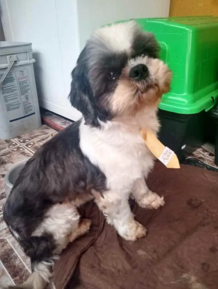 Cachorro ra a Shitzu  idade 2 anos nome Luke 