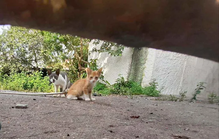 Gato ra a SRD idade 2 a 6 meses nome Sem nome