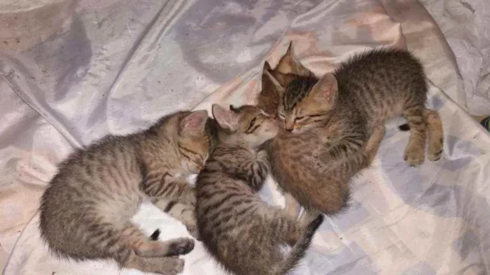 Gato ra a  idade  nome Safira Enzo Fiona da