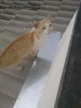 Floquin
