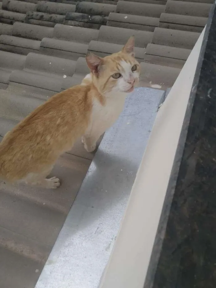 Gato raça SRD-ViraLata idade 2 anos nome Floquin
