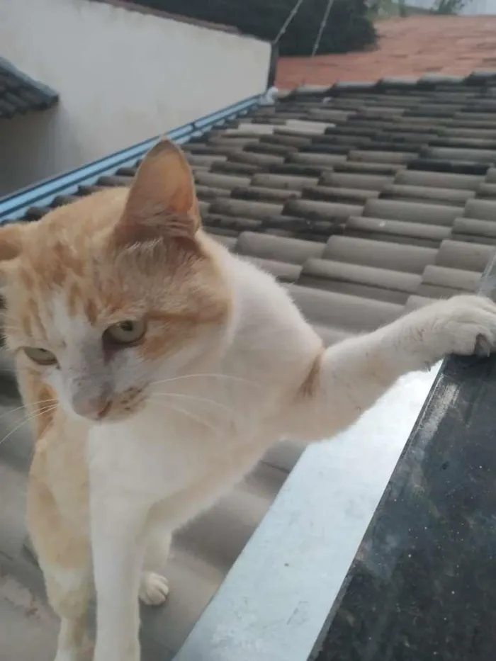 Gato raça SRD-ViraLata idade 2 anos nome Floquin