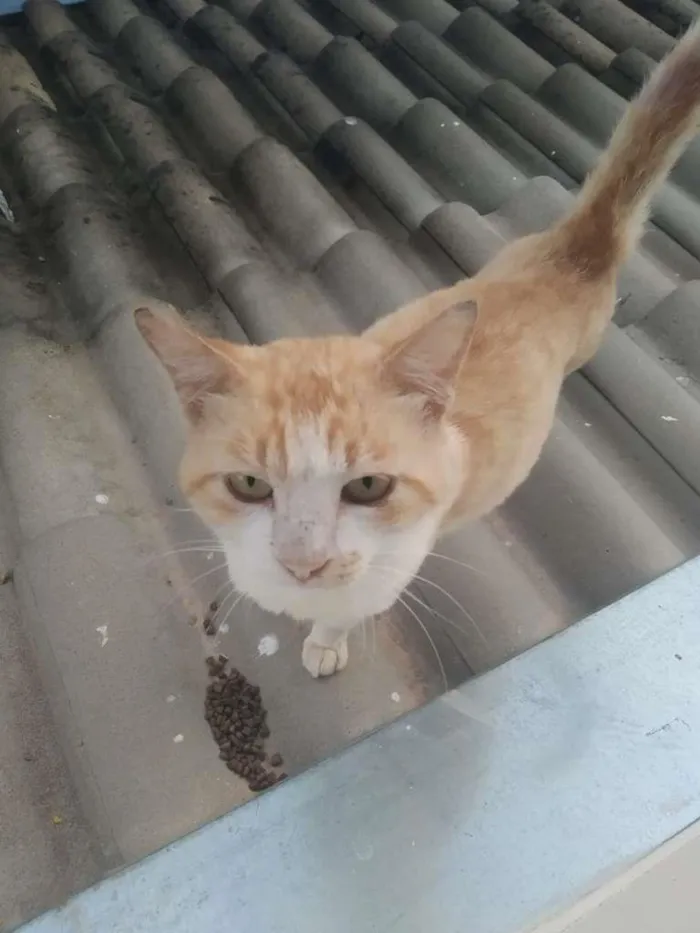 Gato raça SRD-ViraLata idade 2 anos nome Floquin