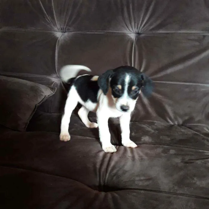 Cachorro raça Vira lata caramelo com base idade Abaixo de 2 meses nome Sem nome