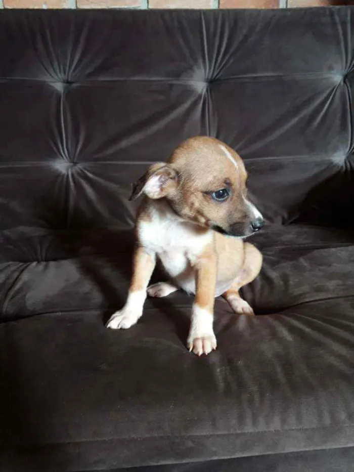 Cachorro raça Vira lata caramelo com base idade Abaixo de 2 meses nome Sem nome 
