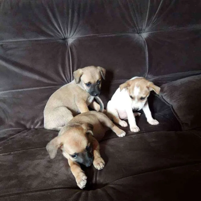 Cachorro raça Vira lata caramelo com base idade Abaixo de 2 meses nome Sem nome 