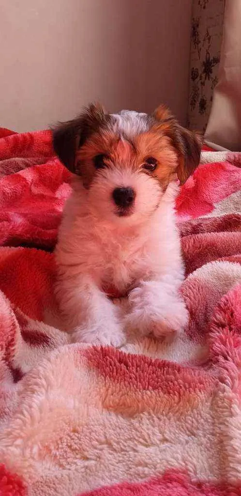 Cachorro ra a Lhasa misturado  idade 2 a 6 meses nome Nina