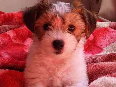Cachorro ra a Lhasa misturado  idade 2 a 6 meses nome Nina