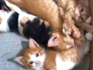 Gato raça Não  sei idade Abaixo de 2 meses nome Sem nome 