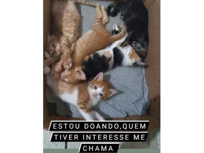 Gato raça Não  sei idade Abaixo de 2 meses nome Sem nome 