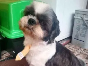 Cachorro raça Shitzu  idade 2 anos nome Luke 