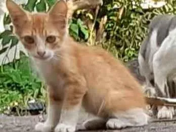 Gato ra a SRD idade 2 a 6 meses nome Sem nome