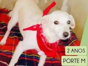 Cachorro raça SRD idade 2 anos nome Alexa