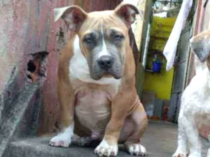 Cachorro raça Pit bull Americano idade 7 a 11 meses nome Brutos