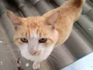 Gato raça SRD-ViraLata idade 2 anos nome Floquin