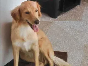 Cachorro raça Mista idade 7 a 11 meses nome Mel