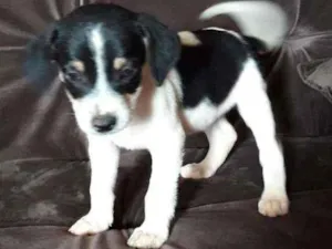 Cachorro raça Vira lata caramelo com base idade Abaixo de 2 meses nome Sem nome