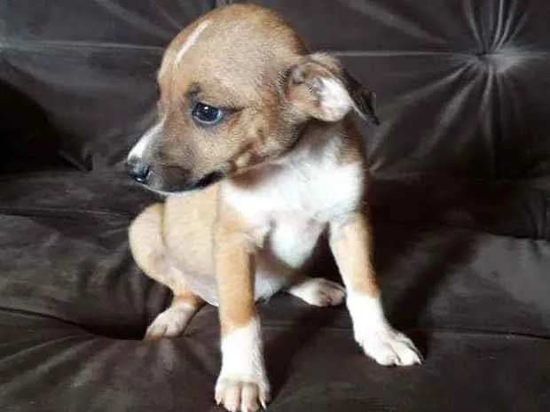 Cachorro raça Vira lata caramelo com base idade Abaixo de 2 meses nome Sem nome