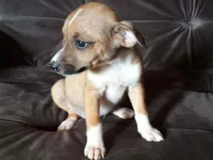 Cachorro raça Vira lata caramelo com base idade Abaixo de 2 meses nome Sem nome 