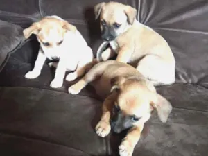 Cachorro raça Vira lata caramelo com base idade Abaixo de 2 meses nome Sem nome 