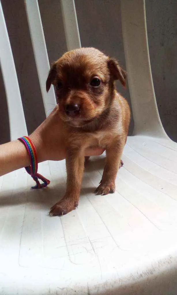 Cachorro raça Vira lata idade Abaixo de 2 meses nome Sem nome
