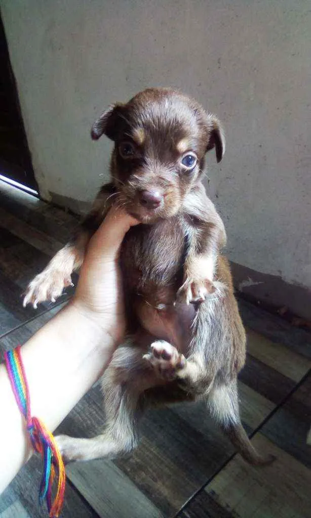 Cachorro raça Vira lata idade Abaixo de 2 meses nome Sem nome