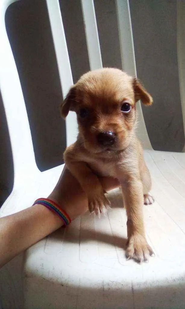 Cachorro raça Vira lata idade Abaixo de 2 meses nome Sem nome