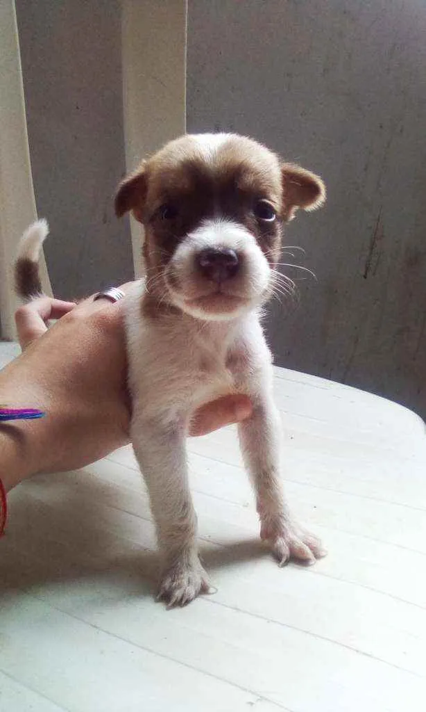 Cachorro raça Vira lata idade Abaixo de 2 meses nome Sem nome