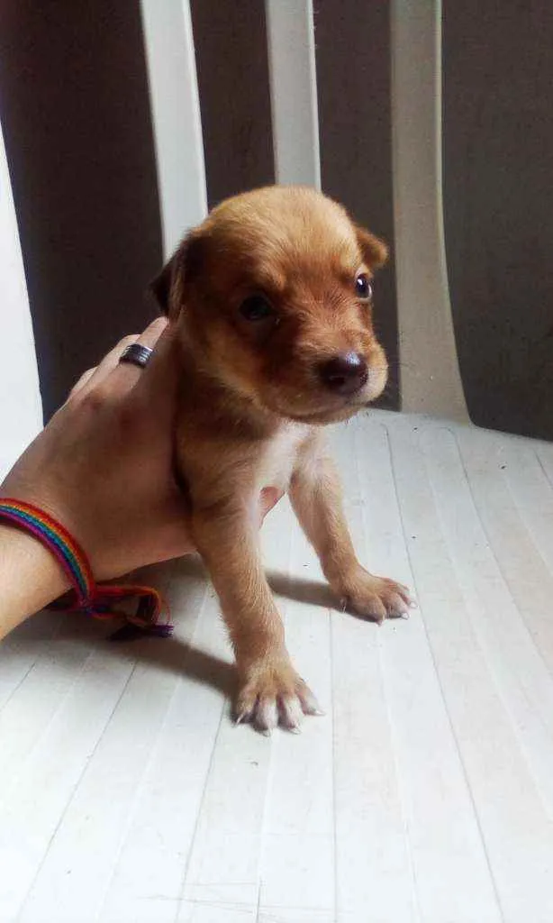 Cachorro raça Vira lata idade Abaixo de 2 meses nome Sem nome