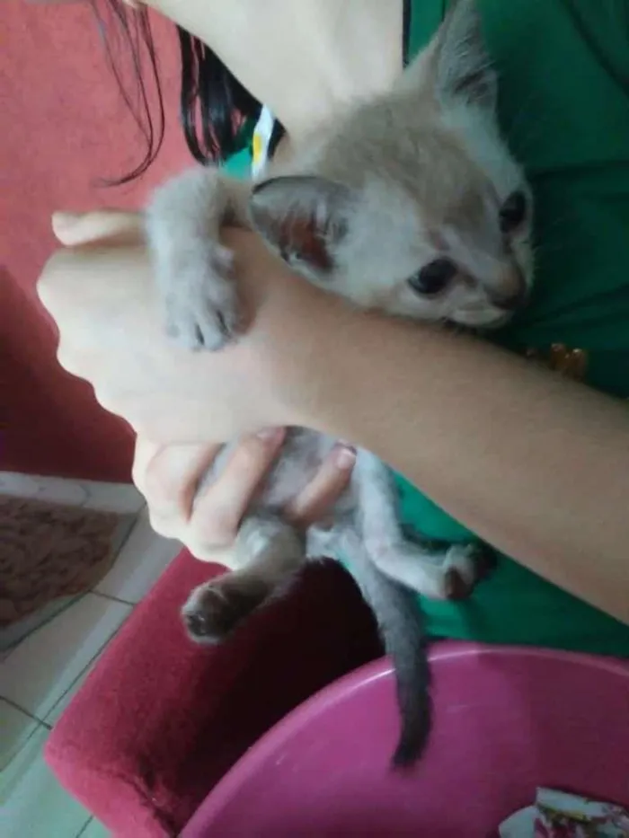 Gato ra a SRD-ViraLata idade Abaixo de 2 meses nome Pipoca