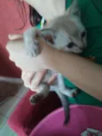 Pipoca