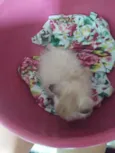 Pipoca
