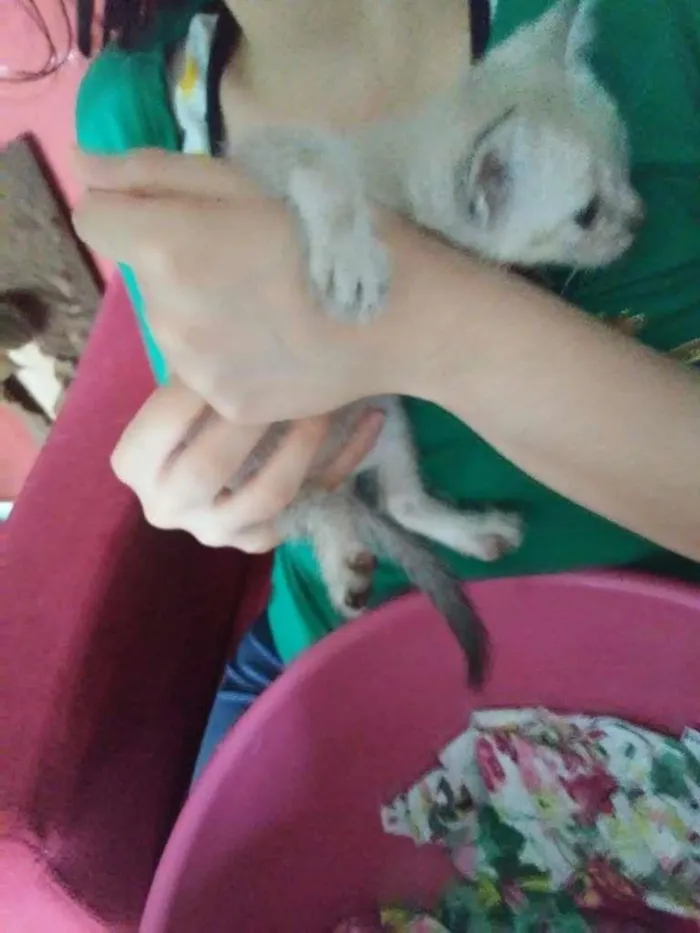 Gato ra a SRD-ViraLata idade Abaixo de 2 meses nome Pipoca