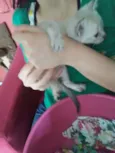 Pipoca