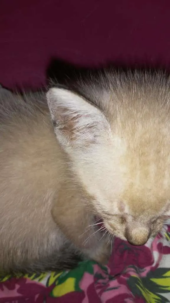 Gato ra a SRD-ViraLata idade Abaixo de 2 meses nome Pipoca