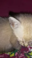 Pipoca