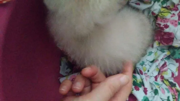 Gato ra a SRD-ViraLata idade Abaixo de 2 meses nome Pipoca