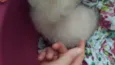 Pipoca