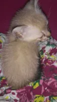 Pipoca