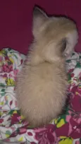 Pipoca