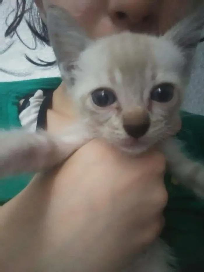 Gato ra a SRD-ViraLata idade Abaixo de 2 meses nome Pipoca