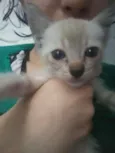 Pipoca