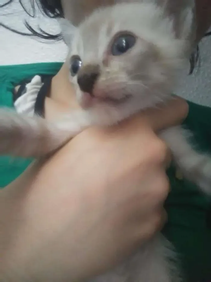 Gato ra a SRD-ViraLata idade Abaixo de 2 meses nome Pipoca