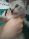 Pipoca