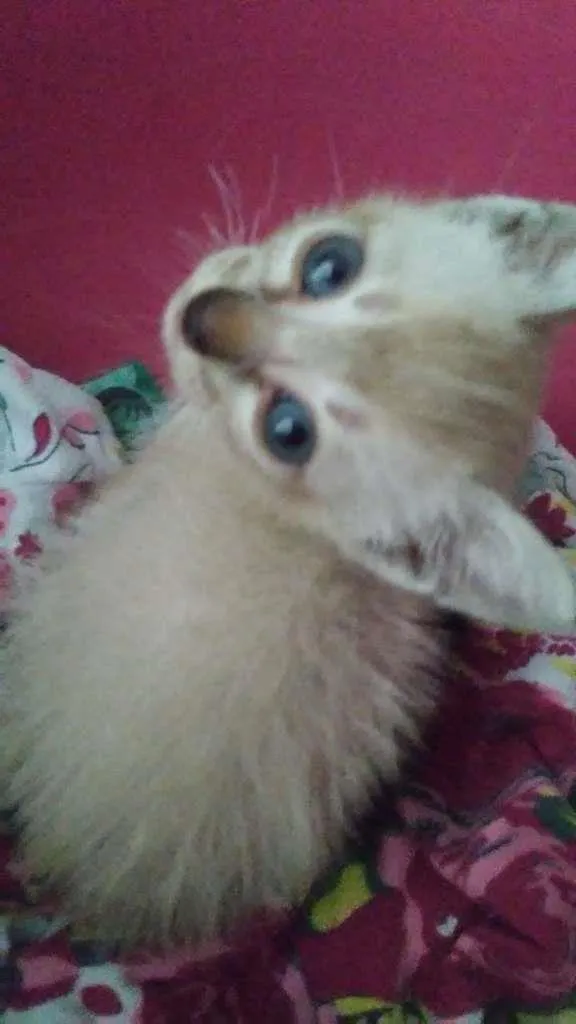 Gato ra a SRD-ViraLata idade Abaixo de 2 meses nome Pipoca